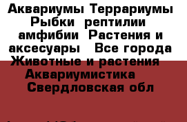 Аквариумы.Террариумы.Рыбки, рептилии, амфибии. Растения и аксесуары - Все города Животные и растения » Аквариумистика   . Свердловская обл.